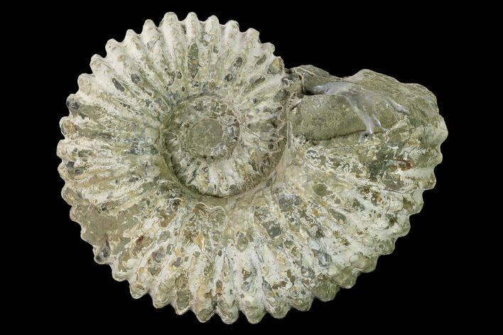 Bumpy Ammonite (Douvilleiceras) Fossil - Madagascar #160378